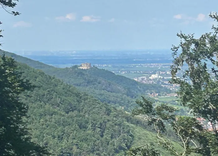 Weinquartier Minges Kirrweiler (Sudliche Weinstrasse)